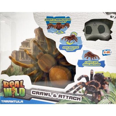 Real Wild Giant Spider