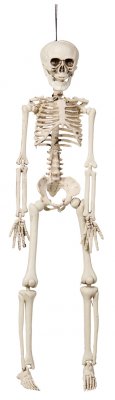 Skeletal omkring 40 cm