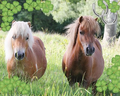 Horse Plakat 40x50 cm